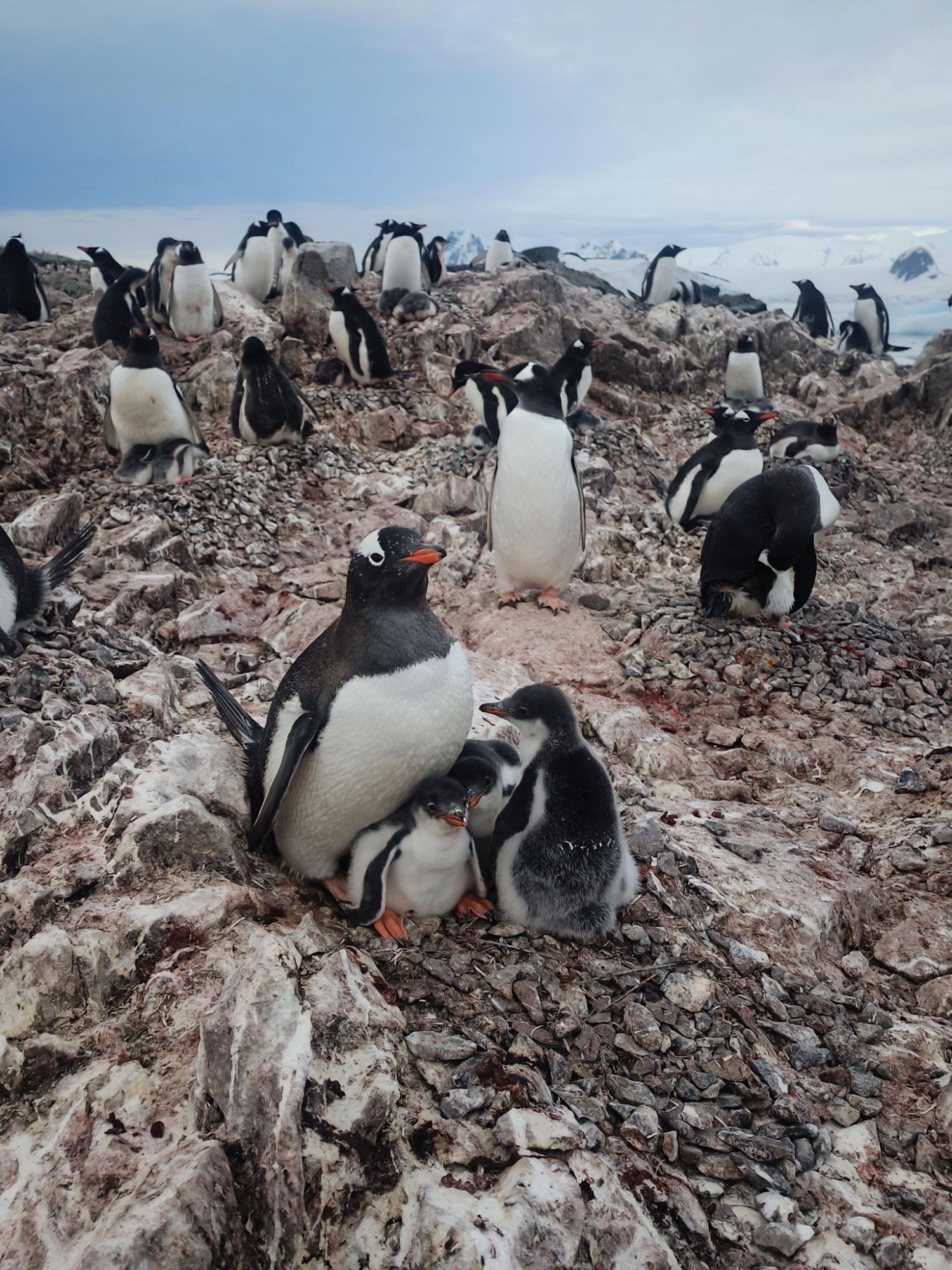 Унікальна родина: полярники показали пінгвінів з рідкісною кількістю пташенят